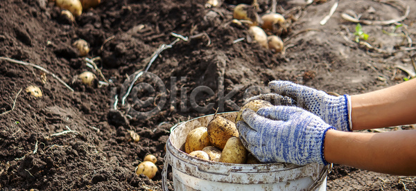 신체부위 JPG 포토 해외이미지 감자 감자밭 농작물 담기 들기 손 수확 야외 주간 플라스틱통