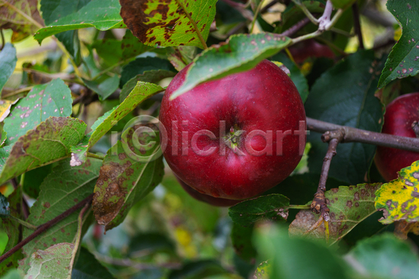 사람없음 JPG 소프트포커스 아웃포커스 포토 해외이미지 과일 사과 사과나무 야외 주간