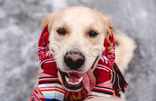 산책 추위 사람없음 JPG 포토 해외이미지 강아지 겨울 골든리트리버 설원 야외