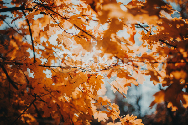 사람없음 JPG 포토 해외이미지 가을(계절) 낙엽 단풍나무 백그라운드