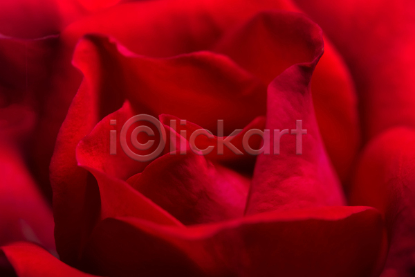 사람없음 JPG 근접촬영 포토 해외이미지 꽃 백그라운드 빨간색 자연 장미