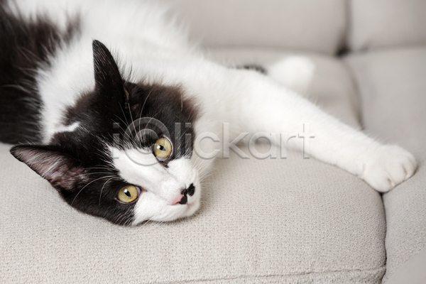 귀여움 사람없음 JPG 아웃포커스 포토 해외이미지 고양이 소파 실내 얼룩고양이 응시 한마리