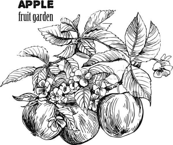 사람없음 EPS 일러스트 해외이미지 디자인 사과 사과꽃 스케치 잎