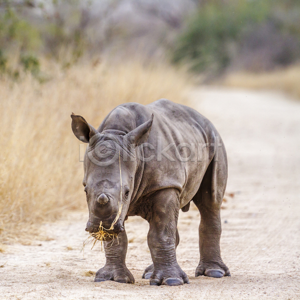 보호 사람없음 JPG 포토 해외이미지 국립공원 남아프리카 동물 멸종위기 보츠와나 보호구역 사파리 서식지 아프리카 야생동물 자연 정사각형 코뿔소 포유류 황무지