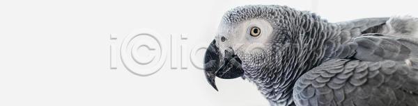 우정 행복 남자 백인 사람 사람없음 성인 JPG 포토 해외이미지 2 돌봄 동물 머리 모델 반려동물 비버 사자 생물 선글라스 소 손 솜털 수염 스타일 실내 앵무새 오리 유행 음식 잡기 조류 주택 지능 콧수염 포즈 해외포토