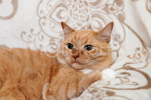귀여움 사람없음 JPG 포토 해외이미지 고양이 실내 엎드리기 응시 카펫 한마리