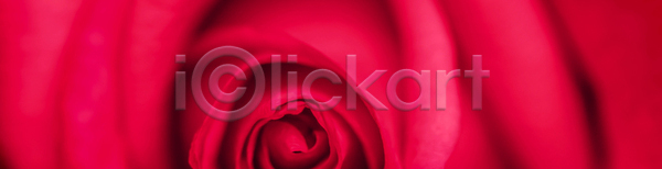 부드러움 사랑 선택 성장 신선 사람없음 JPG 포토 해외이미지 개화 결혼식 계절 꽃 꽃무늬 꽃잎 내추럴 디자인 백그라운드 벚꽃 복고 봄 빛 빨간색 수확 식물 신용카드 자연 장미 정원 질감 초대 추상 컨셉 해외포토 환경 휴가 흰색