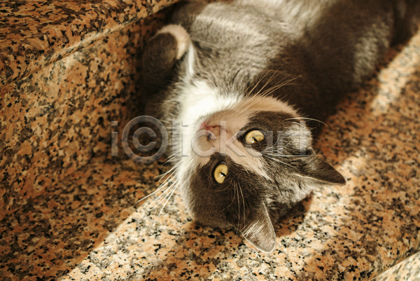 귀여움 사람없음 JPG 포토 해외이미지 고양이 눕기 대리석 실내 응시 한마리 햇빛