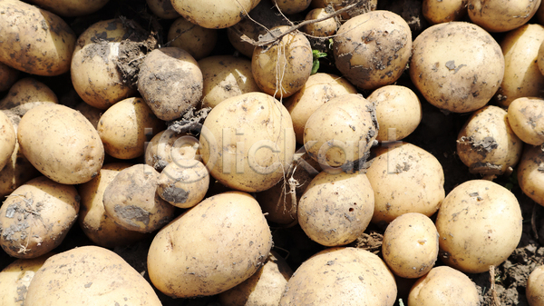 사람없음 JPG 포토 해외이미지 가득함 감자 농작물 수확 야외 여러개 주간