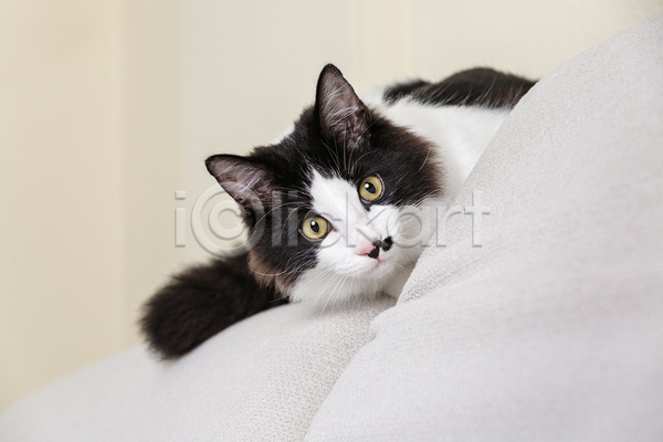 귀여움 사람없음 JPG 포토 해외이미지 고양이 실내 얼룩고양이 응시 쿠션 한마리