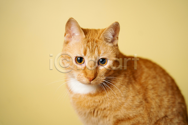 귀여움 사람없음 JPG 아웃포커스 포토 해외이미지 고양이 노란배경 실내 응시 한마리