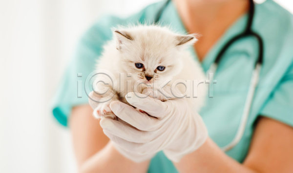 성인 성인여자한명만 여자 한명 JPG 아웃포커스 앞모습 포토 해외이미지 고양이 동물병원 들기 보여주기 상반신 새끼 수의사 실내 한마리