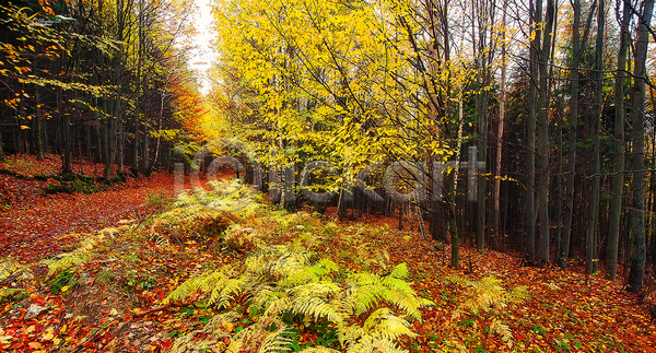 사람없음 JPG 포토 해외이미지 가을(계절) 나무 숲속 야외 주간 풍경(경치)