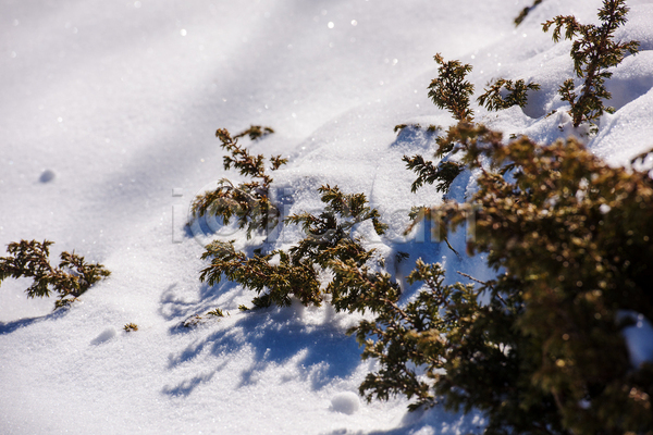 사람없음 JPG 소프트포커스 포토 해외이미지 겨울 겨울풍경 눈(날씨) 눈덮임 묻힘 설원 야외 잎 주간