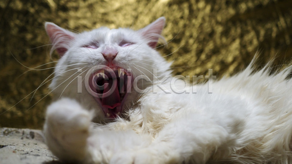 귀여움 사람없음 JPG 아웃포커스 포토 해외이미지 고양이 눈감음 눕기 실내 터키시앙고라 하품 한마리