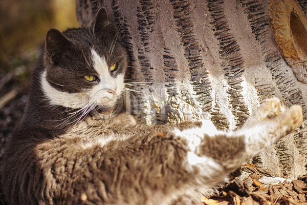 귀여움 사람없음 JPG 아웃포커스 포토 해외이미지 고양이 길고양이 나무 눕기 야외 응시 주간 한마리 햇빛