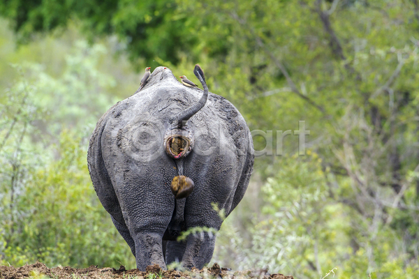 보호 사람없음 JPG 뒷모습 포토 해외이미지 가로 국립공원 남아프리카 동물 보호구역 사파리 아프리카 야생동물 자연 코뿔소 포유류