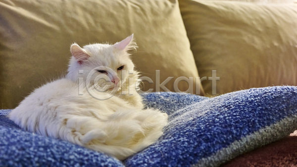귀여움 사람없음 JPG 포토 해외이미지 고양이 눕기 베개 실내 잠 한마리