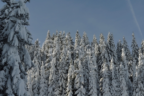 사람없음 JPG 포토 해외이미지 겨울 겨울풍경 나무 눈(날씨) 눈덮임 숲 야외 주간 하늘
