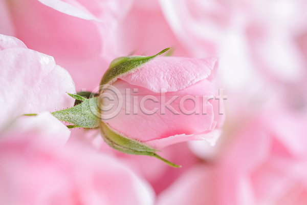 사람없음 JPG 소프트포커스 포토 해외이미지 꽃잎 분홍색 장미