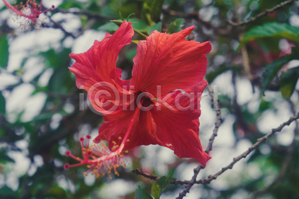 사람없음 JPG 포토 해외이미지 나뭇가지 빨간색 야외 여름(계절) 자연 풀잎 히비스커스