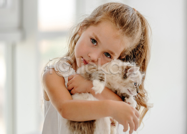 귀여움 소녀(어린이) 소녀한명만 어린이 여자 한명 JPG 앞모습 포토 해외이미지 고양이 랙돌 반려묘 상반신 새끼 실내 안기 응시 한마리