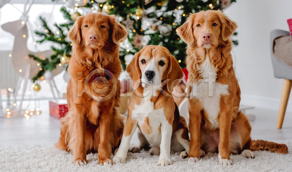 추위 사람없음 JPG 포토 해외이미지 강아지 겨울 리트리버 보케 비글 장식 카펫 크리스마스
