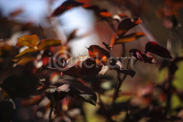 사람없음 JPG 아웃포커스 포토 해외이미지 가을(계절) 나무 나뭇가지 야외 주간 햇빛