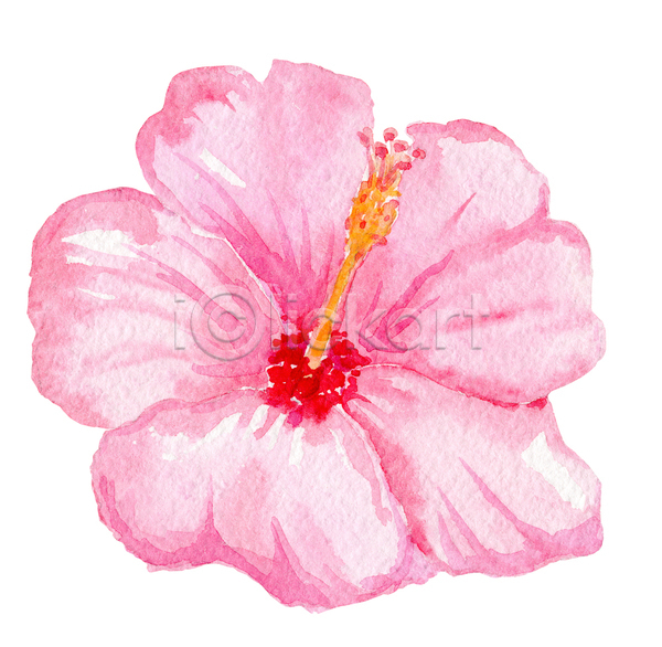 사람없음 JPG 포토 해외이미지 분홍색 손그림 한송이 히비스커스