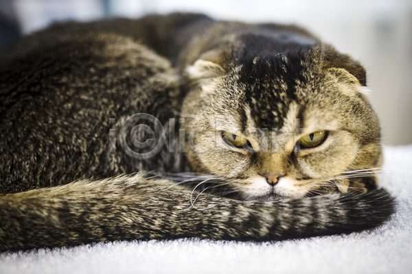 귀여움 사람없음 JPG 아웃포커스 포토 해외이미지 고양이 수건 스코티시폴드 실내 응시 한마리