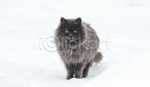 귀여움 사람없음 JPG 포토 해외이미지 고양이 길고양이 눈(날씨) 버티다 야외 응시 주간 한마리