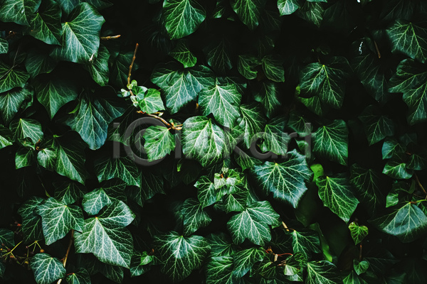 사람없음 JPG 포토 해외이미지 나뭇잎 백그라운드 자연 초록색 카피스페이스