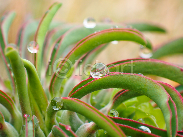 사람없음 JPG 아웃포커스 포토 해외이미지 물방울 빗방울 식물 야외 잎 젖음 주간