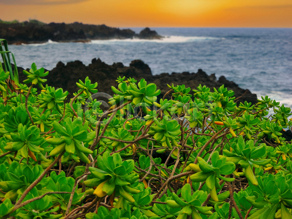 사람없음 JPG 포토 해외이미지 검은색 공원 내추럴 미국 바다 뷰티 섬 식물 야외 여행 용암 일몰 잎 자연 천국 초록색 태평양 파란색 패턴 풍경(경치) 하늘 하와이 하와이인 화산 황무지 휴가