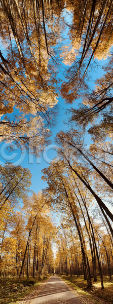 사람없음 JPG 로우앵글 포토 해외이미지 가을(계절) 공원 길 나무 숲 야외 주간 풍경(경치) 화창