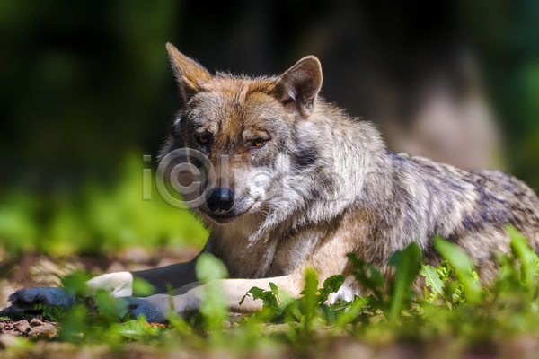사람없음 JPG 소프트포커스 아웃포커스 포토 해외이미지 늑대 야생동물 야외 엎드리기 주간 한마리
