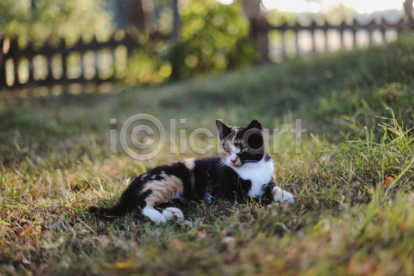 귀여움 사람없음 JPG 아웃포커스 포토 해외이미지 고양이 길고양이 눕기 야외 울타리 응시 주간 초원(자연) 한마리