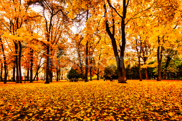 사람없음 JPG 포토 해외이미지 가을(계절) 공원 나무 낙엽 단풍 러시아 벤치 보행로 야외 주간 풍경(경치)