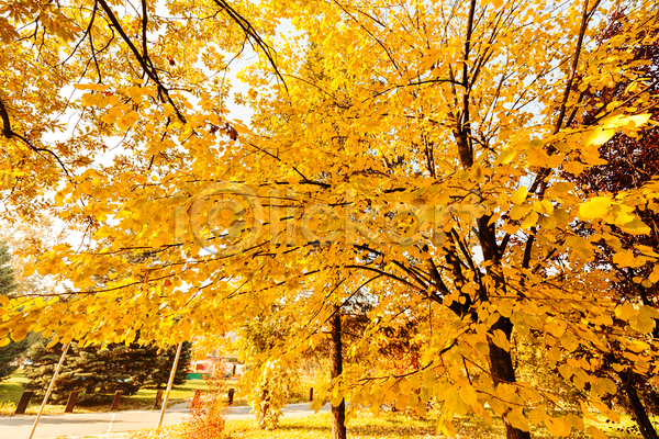 사람없음 JPG 포토 해외이미지 가을(계절) 공원 나무 나뭇가지 백그라운드 숲 야외 은행나무 하늘