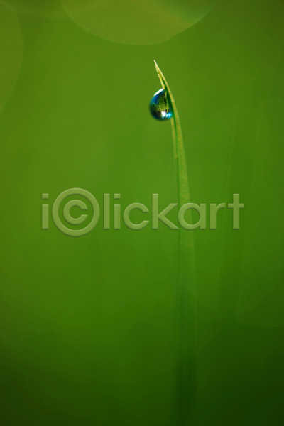 사람없음 JPG 근접촬영 소프트포커스 아웃포커스 포토 해외이미지 빗방울 야외 주간 초록색 풀(식물)