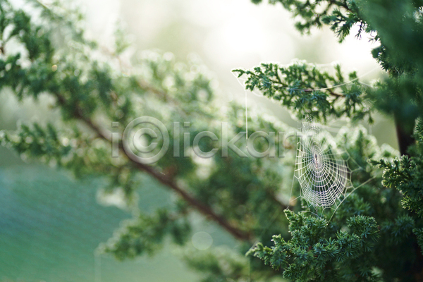 사람없음 JPG 아웃포커스 포토 해외이미지 나뭇가지 나뭇잎 야외 주간 침엽수