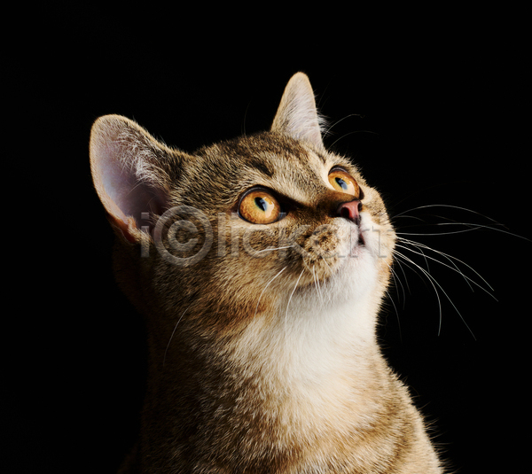 귀여움 사람없음 JPG 근접촬영 포토 해외이미지 검은배경 고양이 새끼 스코티쉬스트레이트 실내 응시 한마리