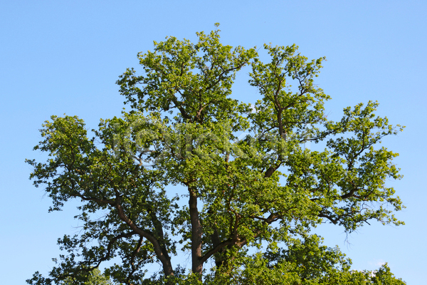 사람없음 JPG 포토 해외이미지 나무 봄 야외 울창 자연 주간 풍경(경치) 하늘 한그루