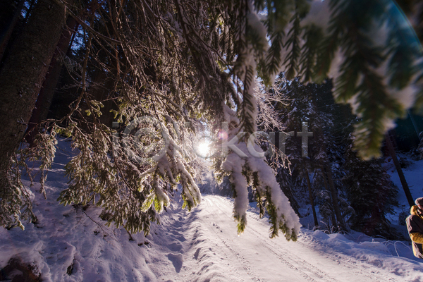 사람없음 JPG 포토 해외이미지 가로수 겨울 길 나무 눈(날씨) 숲 야외 자연 풍경(경치) 햇빛