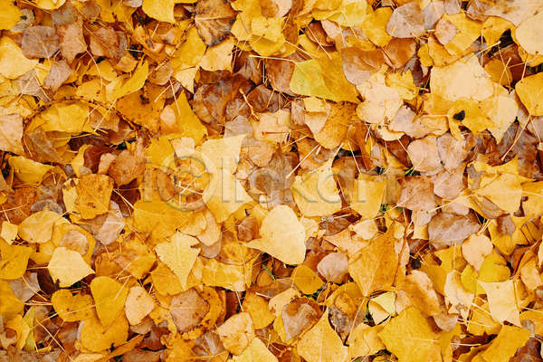 사람없음 JPG 포토 해외이미지 가을(계절) 노란색 백그라운드 은행잎