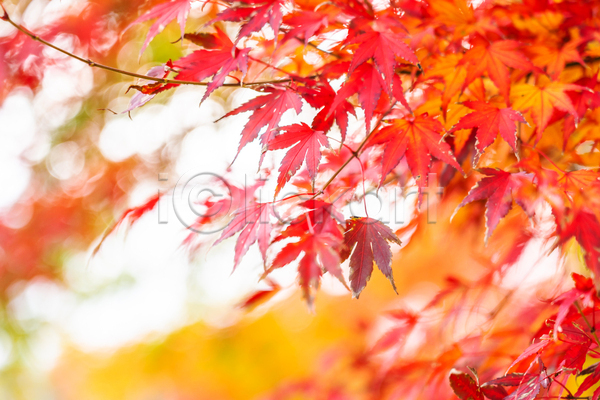 사람없음 JPG 아웃포커스 포토 해외이미지 가을(계절) 단풍 단풍나무 백그라운드 야외 자연