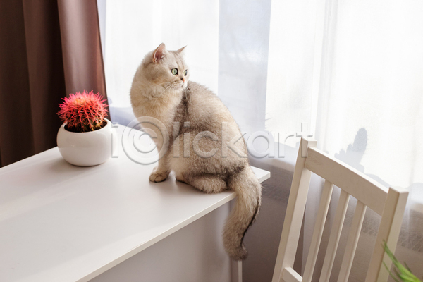 귀여움 사람없음 JPG 포토 해외이미지 고양이 브리티쉬숏헤어 선인장 실내 앉기 응시 의자 커튼 한마리 화분