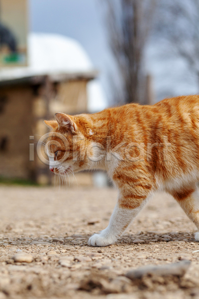 귀여움 사람없음 JPG 아웃포커스 포토 해외이미지 걷기 고양이 길고양이 야외 주간 한마리