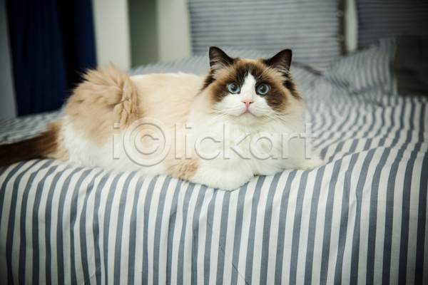 귀여움 사람없음 JPG 아웃포커스 포토 해외이미지 고양이 랙돌 실내 엎드리기 응시 침대 한마리