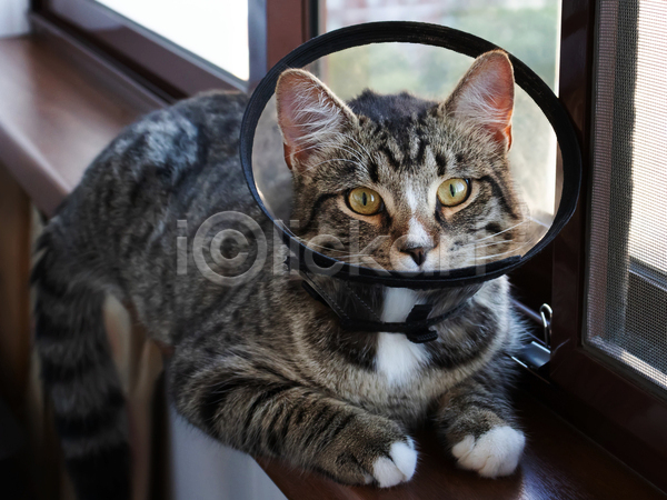 귀여움 사람없음 JPG 포토 해외이미지 고양이 깔대기 실내 엎드리기 응시 창가 치료 한마리